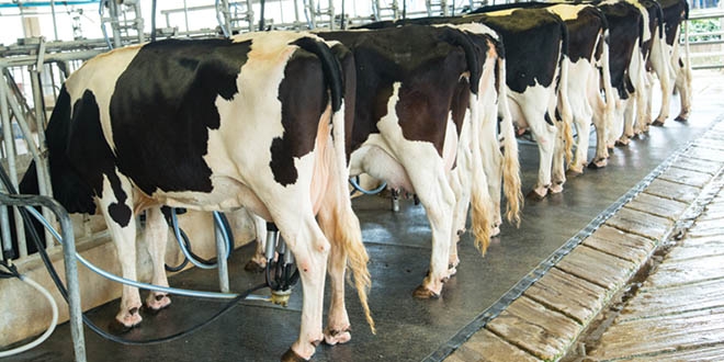 SERIKALI INATUMIA SH.22 BILIONI KUAGIZA MAZIWA NJE